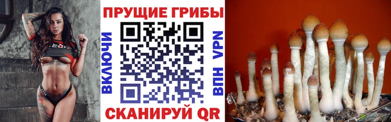даркнет сайт  Баймак  Галлюциногенные грибы Magic Shrooms 